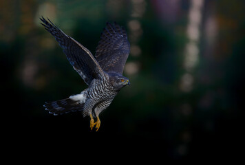 Northern goshawk (accipiter gentilis) with a black background  flying in the forest of Noord Brabant in the Netherlands with copy space