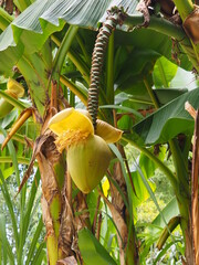Fleur de bananier  à la Bambouseraie d' Anduze dans 
 le Gard