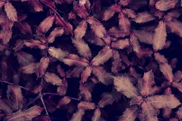 Ultra Violet background effect made of fresh leaves