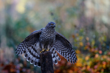 Northern goshawk (accipiter gentilis) showing dominant behaviour in the forest of Noord Brabant in the Netherlands 
