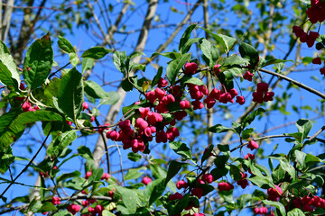 Botany, Peacock shrub