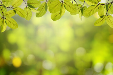 Fototapeta na wymiar Green leaf frame with blurred nature background with empty space