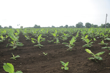Banana plantation. Banana Farm. Young banana plants in a rural farm in india