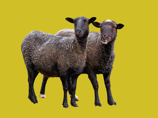 black and white sheep