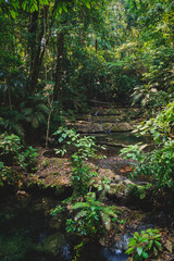 Peaceful river flow in lush tropical forest in Palenque, Chiapas, Mexico