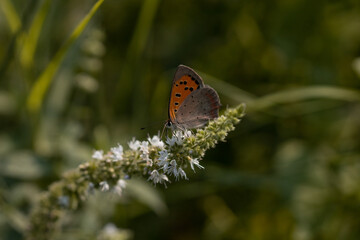 butterfly on a flower