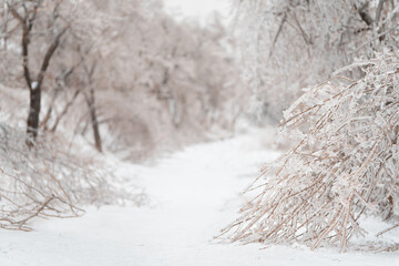 Beautiful winter forest after heavy first snow