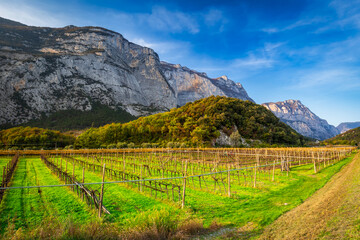 Grape bushes under the sunny sky in South Tyrol, Italy