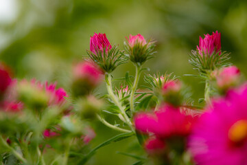秋の上野ファームの花たち