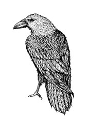 Fototapeta premium Raven sketch. Hand drawn vector illustration. Raven print. Bird sketch.