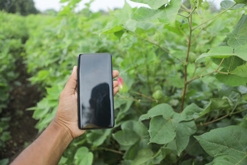 Young man Holding smartphone in hand at cotton field with copy space
