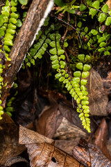 Maidenhair spleenwort fern
