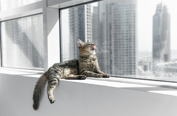 Striped cat on windowsill. Skyscrapers on the background. Domestic cat at home environment. Cat showing his tongue.