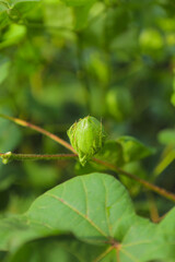 Green cotton fruit on cotton plant at field