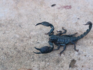 a black scorpion creep on the concrete ground