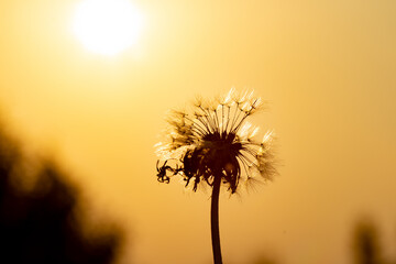 dandelion on sunset background