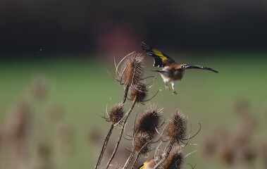 Goldfinch taking off from a teasel, flying away from the camera towards a green blurred background. 