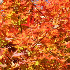紅葉のもみじ