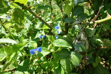 Small blue flowers of Commelina communis in July