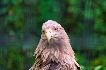 鋭い眼光のワシ