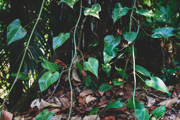 Close up of tropical ivy in exotic forest in Palenque, Chiapas, Mexico