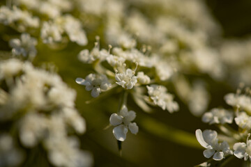 flowers in the garden
