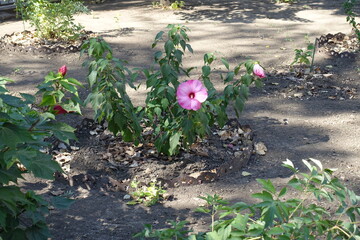 Young bush of Hibiscus moscheutos with light pink flower in September