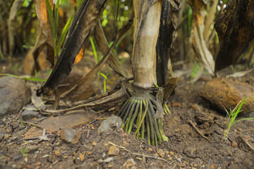 Close - up view of sorghum plant root