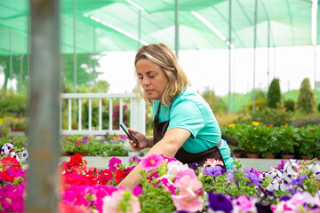Female gardener caring petunia plants and holding mobile phone. Caucasian blonde woman in uniform growing blooming flowers in greenhouse. Commercial gardening activity and digital technology concept