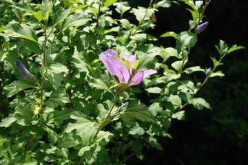 Foliage and pink flower of Hibiscus syriacus in mid July