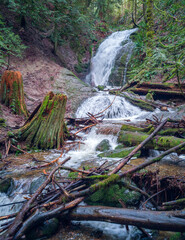 Fototapeta premium Captivating Coal Creek Falls in Cougar Mountain with Birchwood bark surrounded by green vegetation