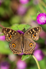 top view of a butterfly