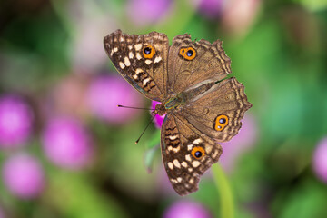 Fototapeta premium top view of a butterfly