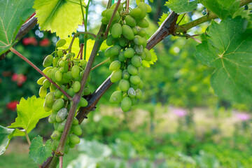 Bunch of grapes