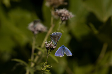butterfly on a flower