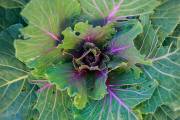 Young ornamental cabbage