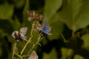 butterfly on a leaf