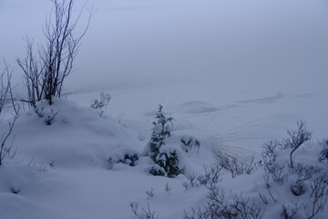 Fototapeta na wymiar Russia, Karelia, Kostomuksha. The bushes are covered with snow. December 02, 2020.