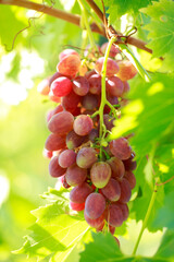 Bunch of grapes