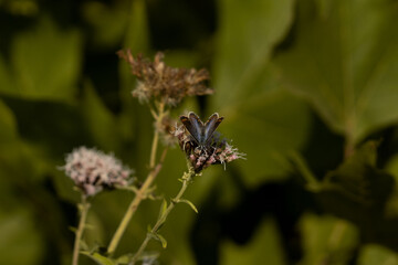 butterfly in a leaf 