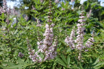 Close view of pink flowers of chaste tree in mid July