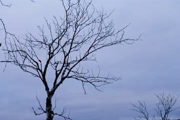 Russia, Karelia, Kostomuksha.  Dark tree against the sky.December, 03. 2020.