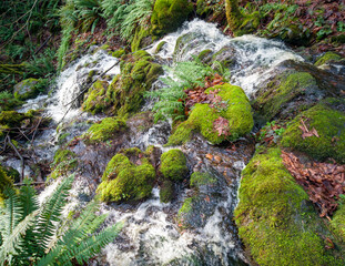 Scenic Far County Falls with boulders ferns red leaves lime green moss covered branches in a lush green forest in Washington State