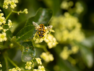 bee on yellow flower