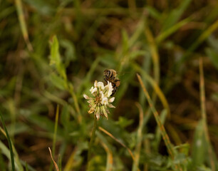 fly on the grass