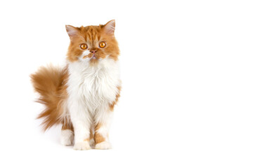 Red fluffy cat on a white isolated background. Scottish long-haired ginger cat.
