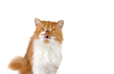 Funny red fluffy cat on a white isolated background. Scottish long-haired ginger cat.