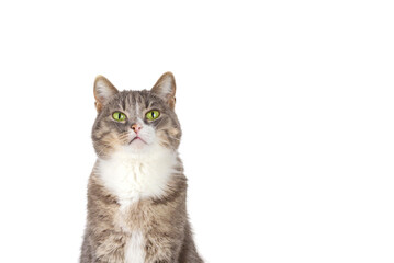 Gray tabby cat with green eyes on a white background copy space.