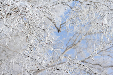 Snow-covered branches of a tree against the blue sky. Branches covered with frost copy space.