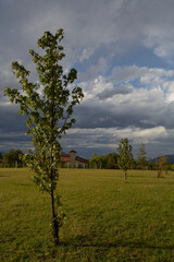 Obraz premium Plants HDR